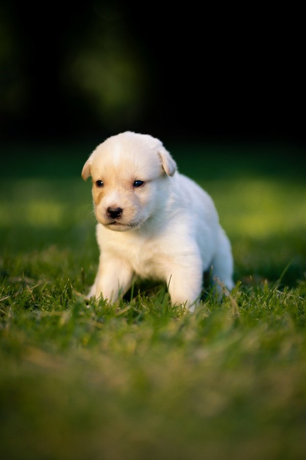 优配资 养宠需要责任！